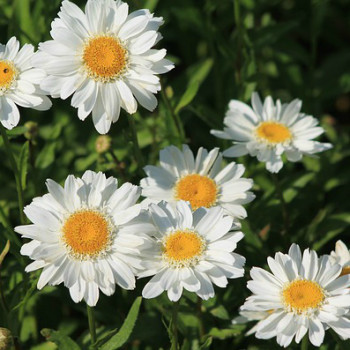 8 daisies