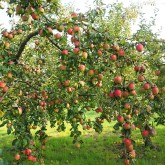 apples tree