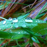 grass raindrops