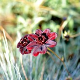 dark red flower