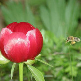 bee, flower