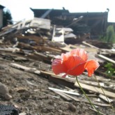 poppy, rubble