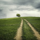 tree, track, road, field