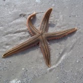 starfish on beach