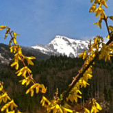 forsythia, mountains,