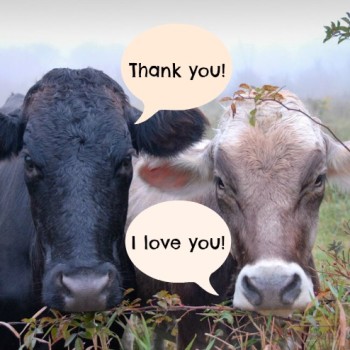 cows-thankyou