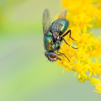 fly closeup