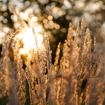 grasses-383896_640