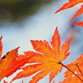 orange-maple-leaf-slider