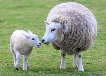 sheep mother lamb