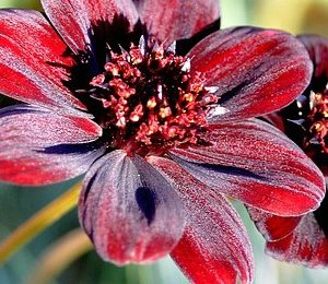 red flowers