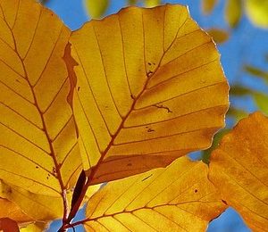 foliage fall leaves