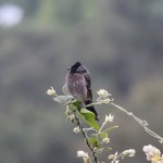 Watching the Birdwatcher