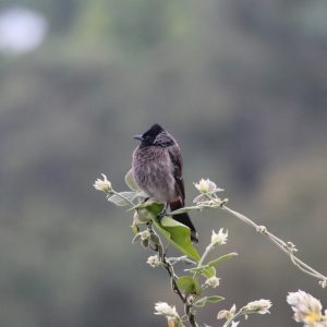 bird blossom grey background