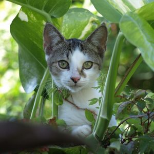 cat in the garden