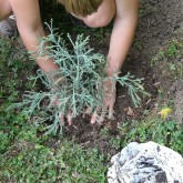 gardener tree