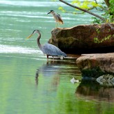 great blue heron