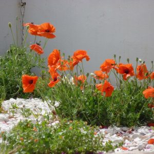 poppies mountain