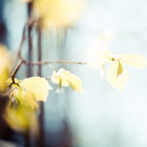 soft focus leaves