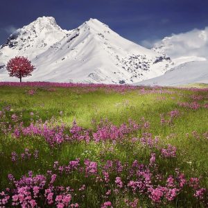 mountain, flowers