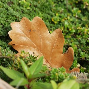 single oak leaf