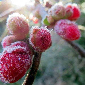 quince frost