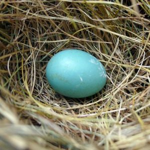 Robin's egg in a nest