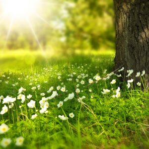 spring meadow sunshine