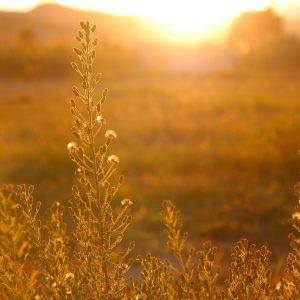 sunset golden field grasses