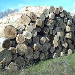 Binsey Poplars Felled