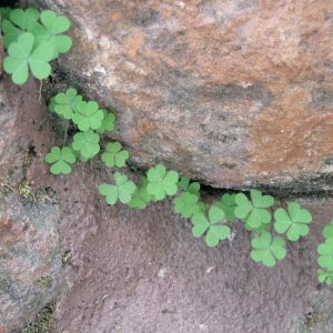 clover stones