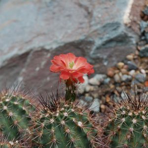 cactus flower