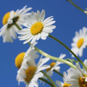 daisies, blue sky