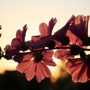 blossoms evening day's end