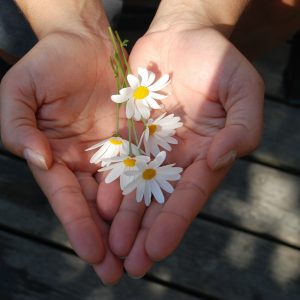 hands flowers gift daisies giving