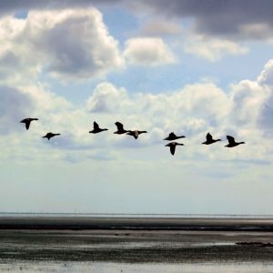 geese sky water