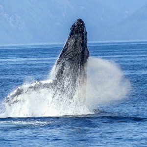 humpback, whale, sea