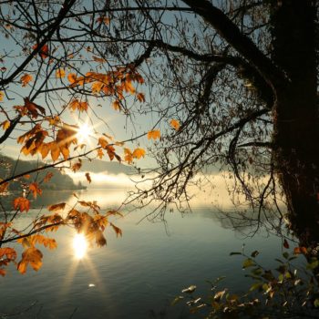 still pond with mist on the water and fall leaves in the foreground