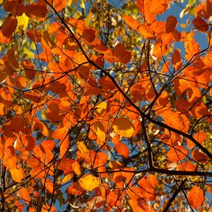 orange, red, leaves, fall