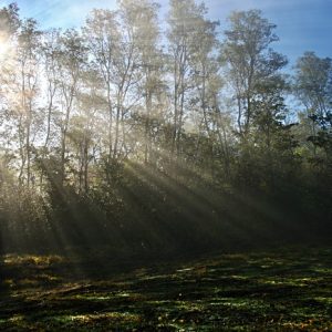 sunlight morning trees