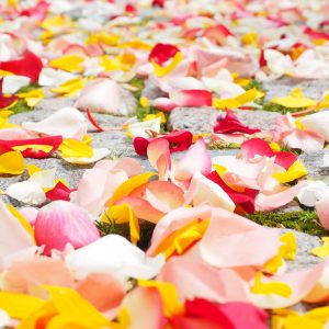 pink, red, yellow, flower, petals