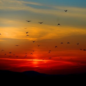 sunset, red, yellow, birds