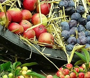 apples and fruit bounty