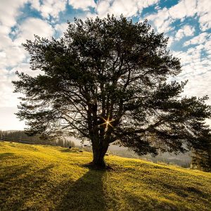 tree, hill, clouds, sky