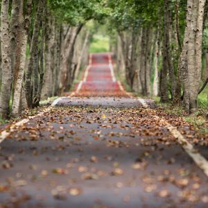 road, trees