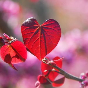 red heart-shaped leaf