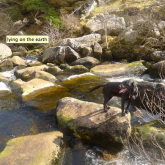 dog standing on rock in stream