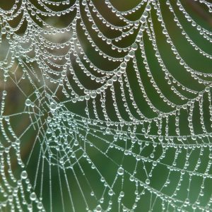 spider's web with dew