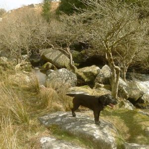 dog standing on rock in stream