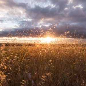 golden sunset